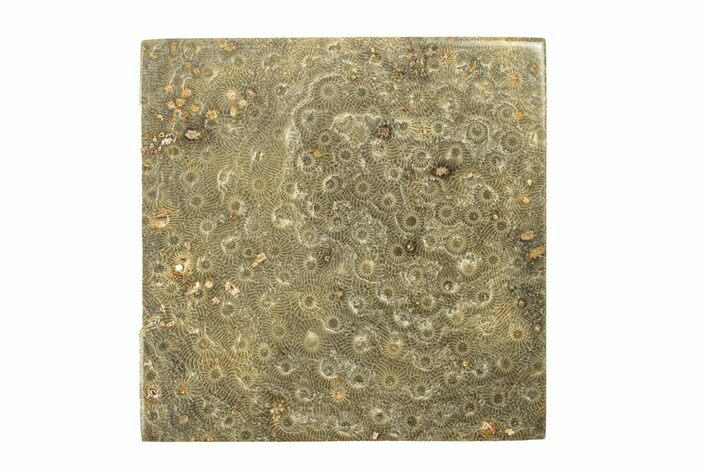 Polished Fossil Rugose Coral Slab - Morocco #276189